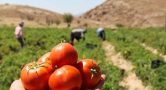 بزرگترین کارخانه ی فرآوری گوجه فرنگیِ ایران در کامیاران راه اندازی می شود