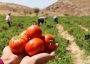 برنامه کوددهی گوجه‌فرنگی از کاشت تا برداشت/ چه کودی و در چه مرحله‌ای؟