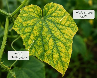 دلیل زرد شدن برگ خیار