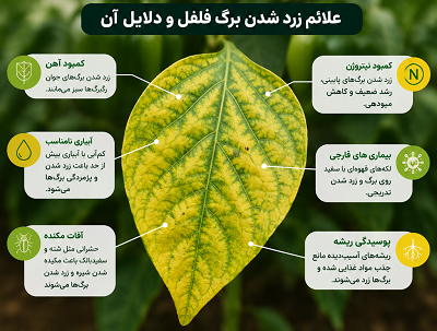 دلیل زرد شدن برگ فلفل