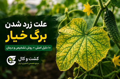 علت زرد شدن برگ خیار