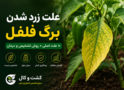 علت زرد شدن برگ فلفل