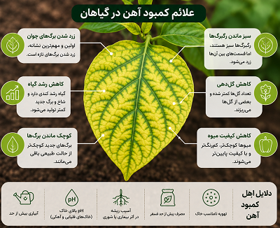 علت کبود آهن در گیاهان