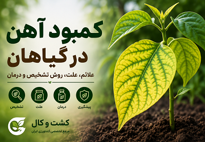 کمبود آهن در گیاهان