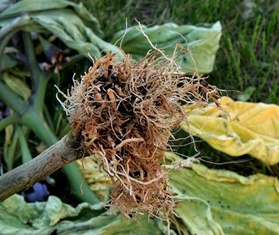 پوسیدگی ریشه